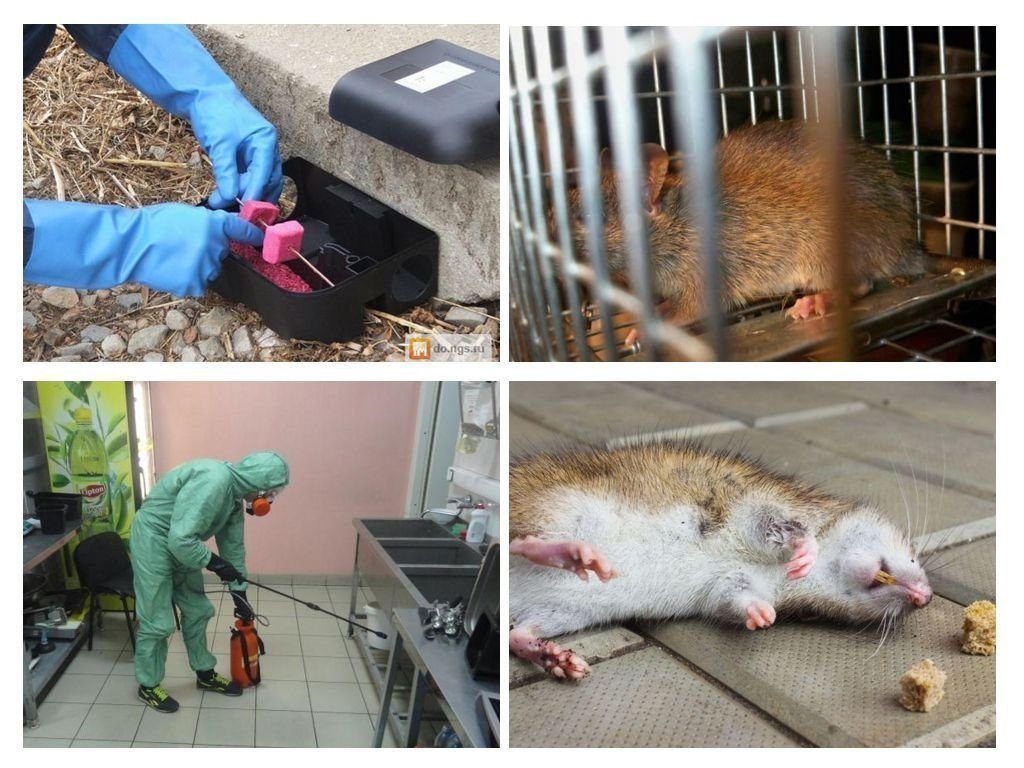Дератизация от грызунов от крыс и мышей в Стерлитамаке