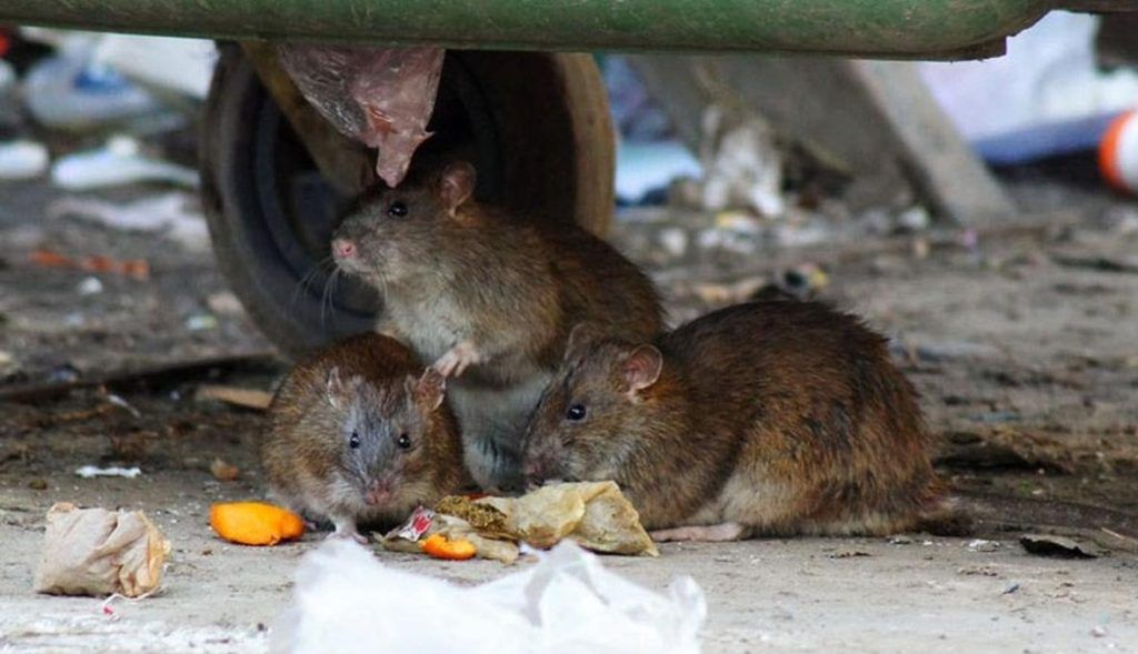 Травить грызунов крыс и мышей в Стерлитамаке