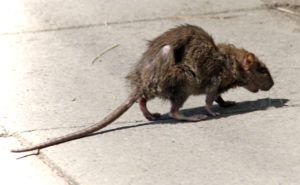 Фирма по уничтожению грызунов, крыс и мышей в Стерлитамаке