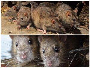 Травить грызунов крыс и мышей в Стерлитамаке