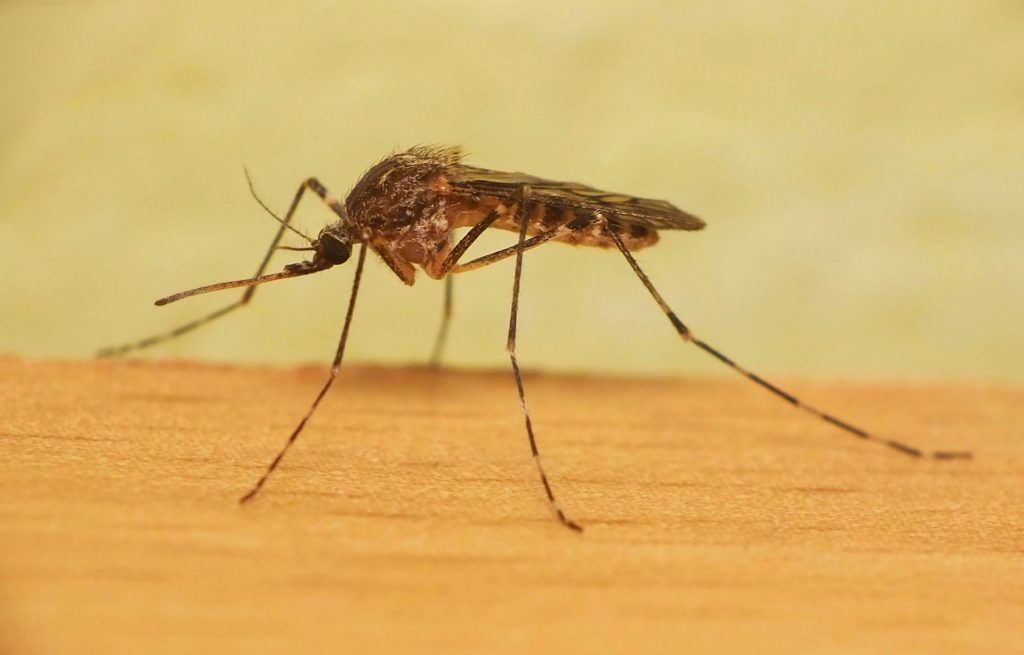 Уничтожение комаров в Стерлитамаке