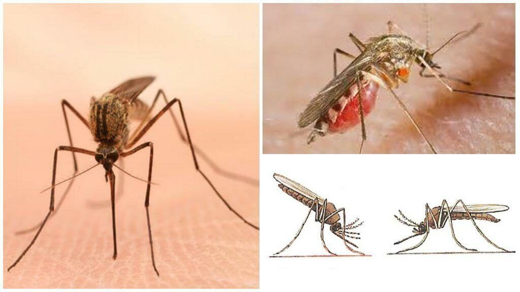 Уничтожение комаров в Стерлитамаке