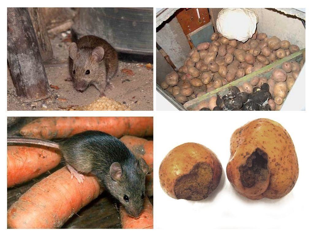 Обработка от грызунов крыс и мышей в Стерлитамаке