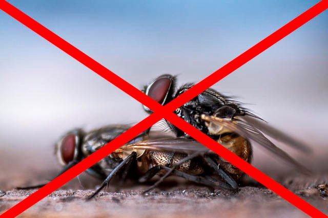 Профессиональное уничтожение мух в Стерлитамаке с гарантией