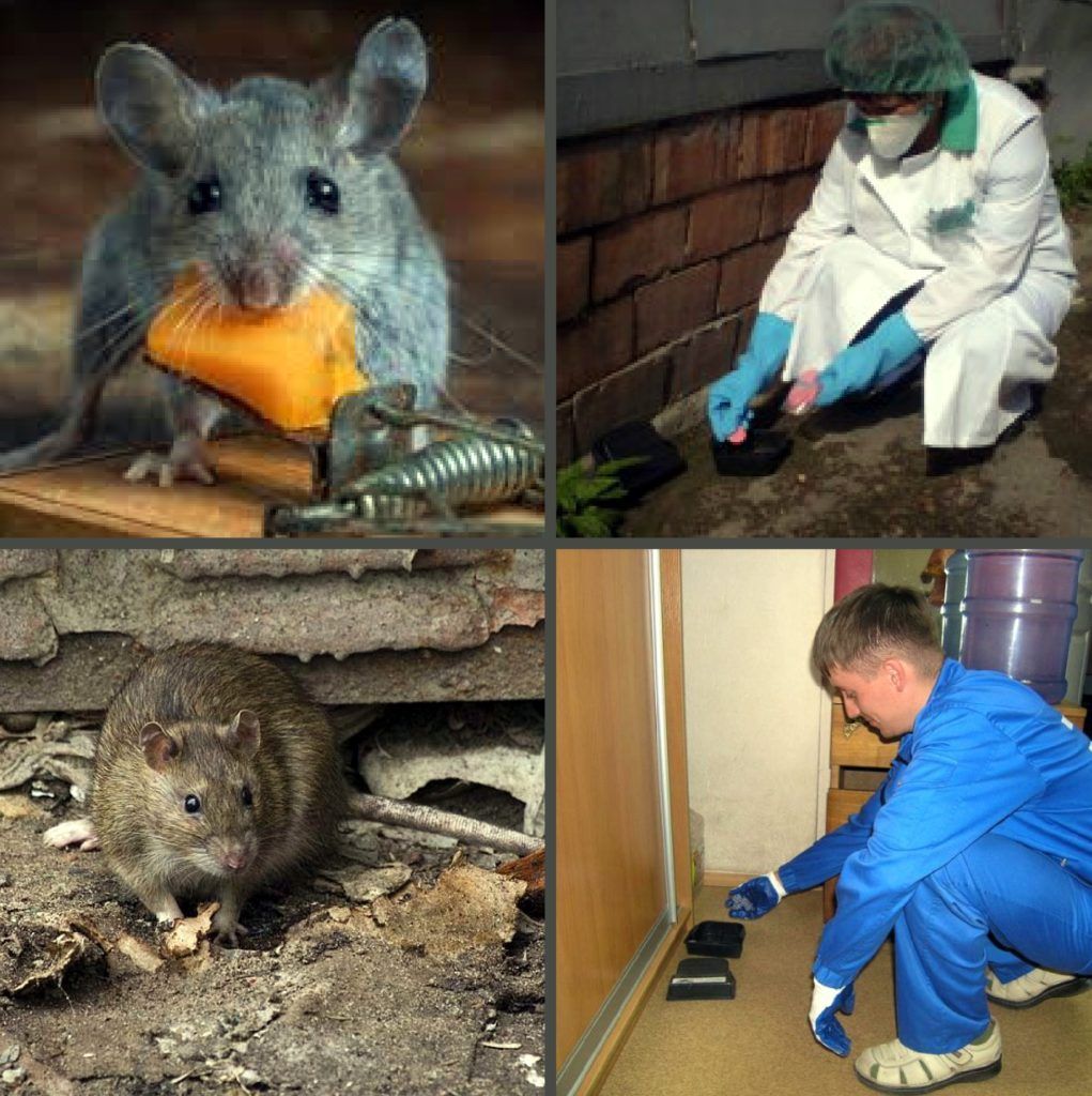 Дезинфекция от грызунов, крыс и мышей в Стерлитамаке