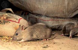 Дератизация от грызунов от крыс и мышей в Стерлитамаке