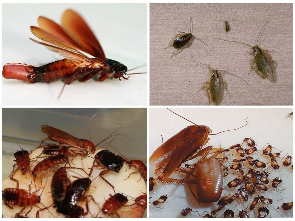 Уничтожение тараканов в квартире в Стерлитамаке 