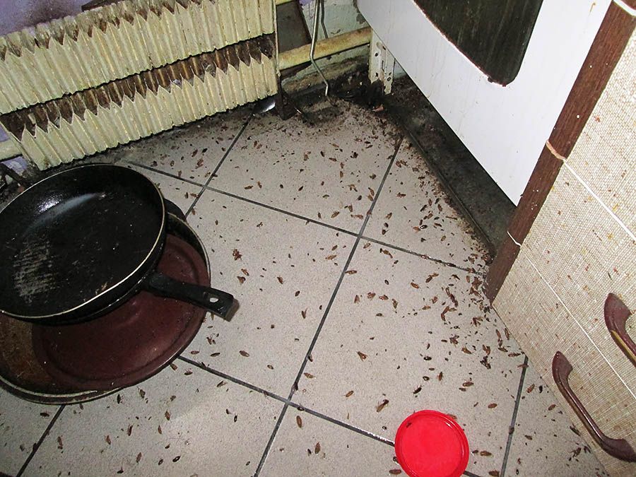 Санэпидемстанция от тараканов в Стерлитамаке, вызвать, цены